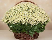 Цветочная композиция из Ромашки в корзине #REPLACE_PRED# Лодейном Поле