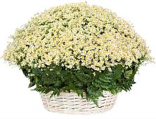 Цветочная композиция из Ромашки в корзине #REPLACE_PRED# Лодейном Поле